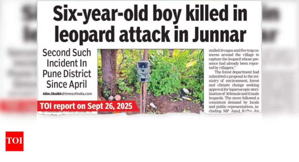 एप्रिलपासून पुणे जिल्ह्यात शिष्य गावात बिबट्याने 5 वर्षांच्या मुलीला ठार मारले.