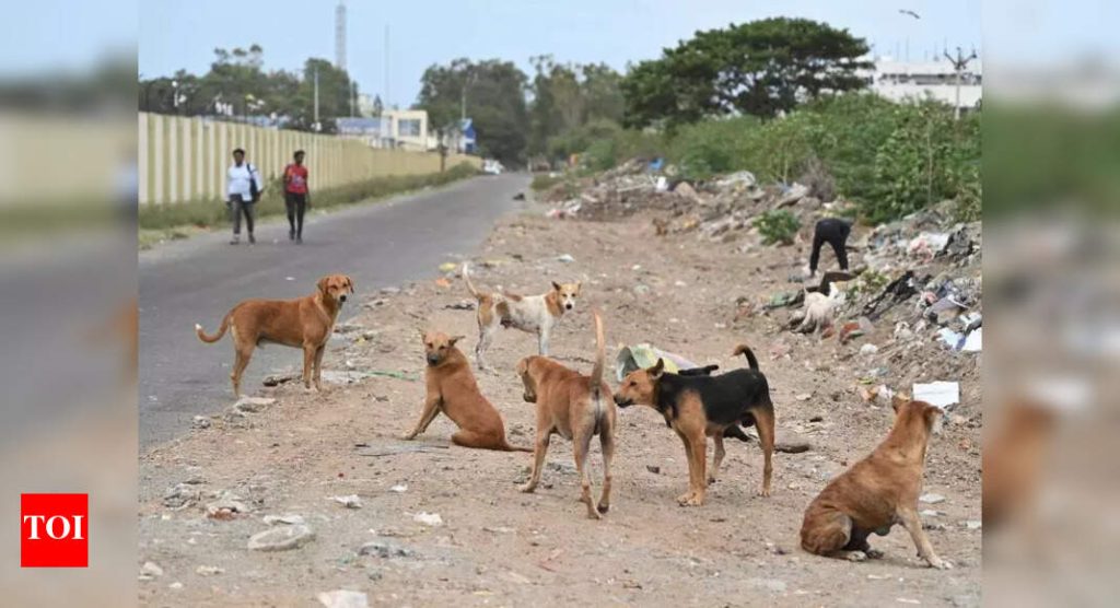 PMC भटक्या कुत्र्यांचा डेटा संग्रहित करण्यासाठी, लसीकरण नियमित करण्यासाठी युनिक आयडीसह मायक्रोचिप इंजेक्ट करेल