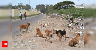 PMC भटक्या कुत्र्यांचा डेटा संग्रहित करण्यासाठी, लसीकरण नियमित करण्यासाठी युनिक आयडीसह मायक्रोचिप इंजेक्ट करेल