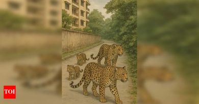 जांबुत गावात बिबट्याची दहशत, 3 वर्षात चौथा मृत्यू झाल्याने खळबळ उडाली आहे