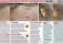 दिवाळीनंतर डोंगरमाथ्यावर फटाक्यांच्या ढिगाऱ्यांमुळे आग आणि पर्यावरणीय चिंता वाढतात