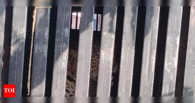 शिरूर तहसीलमध्ये जीवघेण्या हल्ल्यानंतर सहा बिबट्या जेरबंद; दर्शन सुरूच आहे