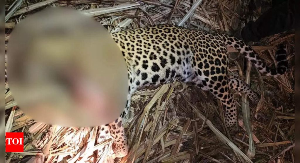 पुणे : पिंपरखेड येथे गेल्या 20 दिवसांत 3 जणांचा बळी घेणाऱ्या मानवभक्षी बिबट्याला गोळ्या घालून ठार करण्यात आले.