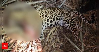 पुणे : पिंपरखेड येथे गेल्या 20 दिवसांत 3 जणांचा बळी घेणाऱ्या मानवभक्षी बिबट्याला गोळ्या घालून ठार करण्यात आले.