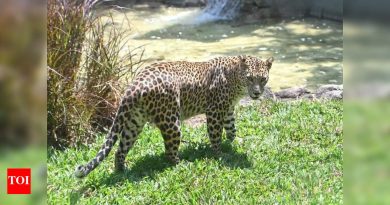 पिंपरखेड गावात बिबट्यासोबत झालेल्या चकमकीत महिला हादरली