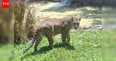 शिरूरमध्ये बिबट्याच्या गोळीने लहान मुलांचा मृत्यू : फॉरेन्सिक रिपोर्ट