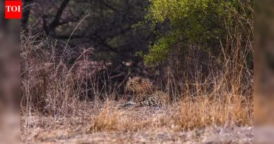 पश्चिम महाराष्ट्रात बिबट्याची गणना जितकी आव्हानात्मक आहे तितकीच महत्त्वाची: तज्ज्ञ
