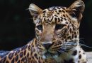 साखरेचे बाळ: बिबट्या वाळवंटात नव्हे तर ट्रॅक्टरमध्ये राहण्यासाठी तयार होतात