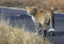बिबट्यांवर लक्ष ठेवण्यासाठी, पुणे शहर आपला रात्रीचा दिनक्रम समायोजित करतो