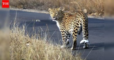 बिबट्यांवर लक्ष ठेवण्यासाठी, पुणे शहर आपला रात्रीचा दिनक्रम समायोजित करतो