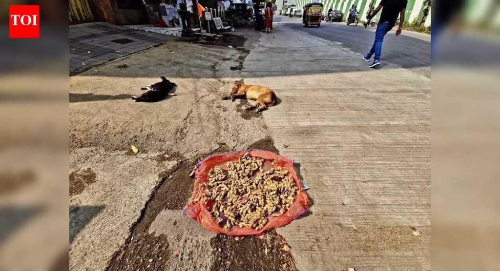 महाराष्ट्रात पुढील आठवड्याच्या सुरुवातीला थंडीची दुसरी थंडी पडण्याची शक्यता, किमान तापमान २-३ अंश सेल्सिअसने घसरेल