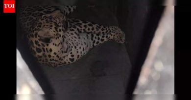 अनेक महिन्यांपासून सुरू असलेली शिकार संपली : पुणे विमानतळावर फिरणारा बिबट्या अखेर जेरबंद