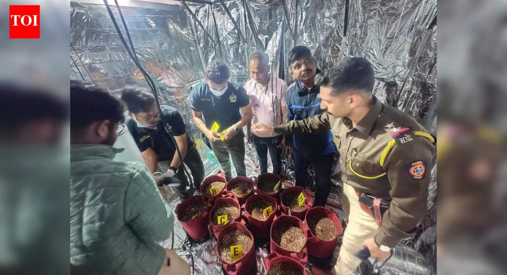 दोन एमबीए पदवीधरांनी हिंजवडीतील भाड्याच्या फ्लॅटमध्ये हायड्रोपोनिक गांजा पिकवण्यासाठी एआयचा वापर केला.