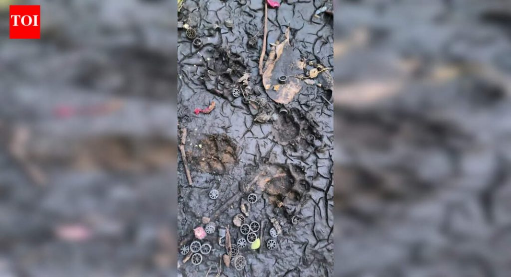 आता केशवनगर सोसायट्यांमध्ये बिबट्या दिसला