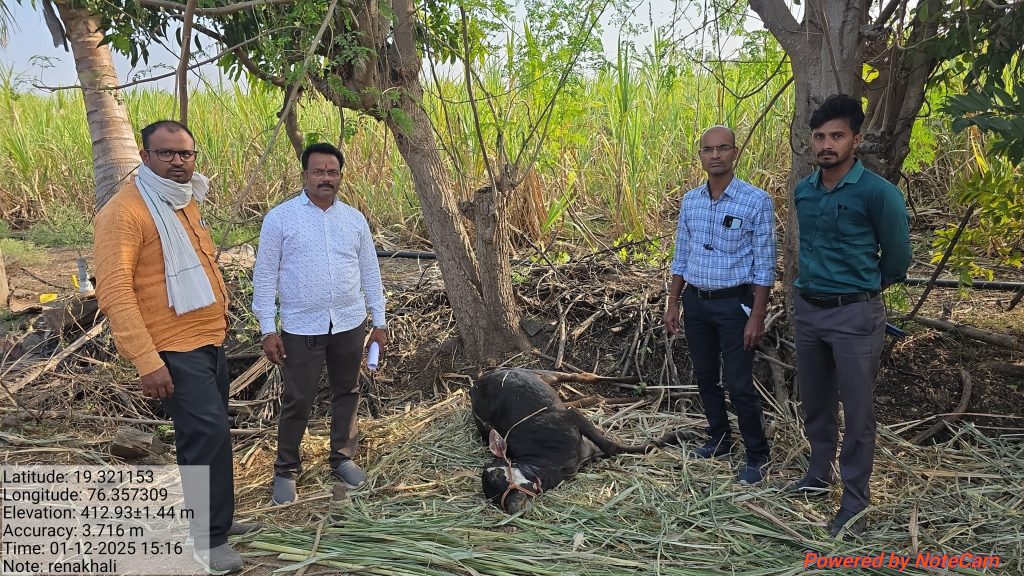 रेणाखळी शिवारात बिबट्याचा वावर; सलग हल्ल्यांनी शेतकरी भयभीत!