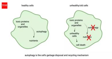 वृद्धत्व स्टेम सेल्समध्ये नसून आधार पेशींमध्ये सुरू होऊ शकते, पुण्यातील आघारकर संशोधन संस्थेच्या शास्त्रज्ञांनी शोधून काढला