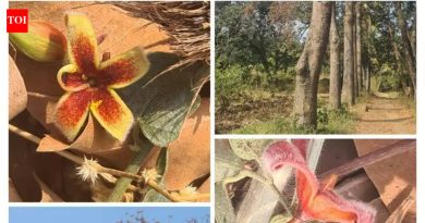 स्वयंसेवकांनी मुळा नदीकाठी सांडपाणी सोडणे आणि वस्तीचे नुकसान केले