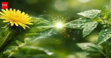 पुण्यातील इजा झाल्यानंतर वनस्पतींच्या पुनरुत्पादनाच्या मार्गाचे नकाशे अभ्यासा