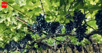 द्राक्ष उत्पादकांनी फसवणुकीविरोधात कायदा मागितला