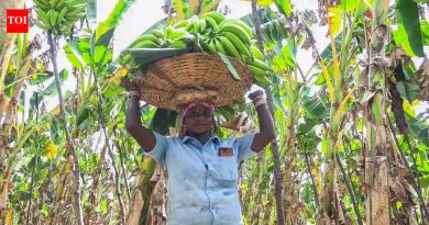 IMD ने पावसाचा अंदाज जारी केला आहे, शेतकऱ्यांसाठी इशारा