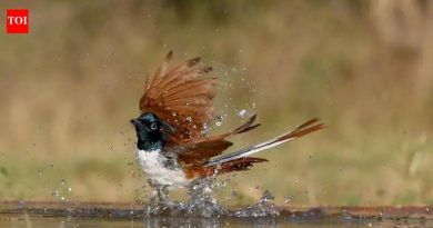 जुन्नर वनविभागातील जलकुंभ कोरडे, वन्यप्राणी मानवी वस्तीकडे झेपावले