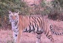 तारा, चंदा आणि हिरकणी या वाघिणी STR पर्यटनाला चालना देतात