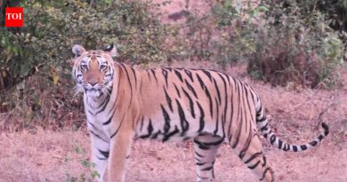 तारा, चंदा आणि हिरकणी या वाघिणी STR पर्यटनाला चालना देतात