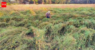 अवकाळी पावसामुळे राज्यातील ६४,००० हेक्टरवरील रब्बी पिकांचे आणि फळांचे नुकसान; अहिल्यानगर आणि जळगावला सर्वाधिक फटका बसला