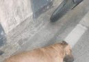 म्हात्रे पुलाजवळ पाच जणांना कुत्रा चावल्यानंतर रेबीजची भीती म्हात्रे पुलाजवळ पाच जणांना कुत्रा चावल्यानंतर रेबीजची भीती