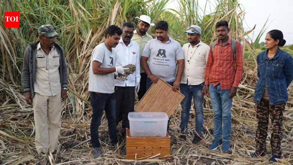 जुन्नरमध्ये बिबट्याच्या पिल्लांना त्यांच्या आईसोबत जोडण्याचा मूक प्रयत्न