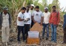 जुन्नरमध्ये बिबट्याच्या पिल्लांना त्यांच्या आईसोबत जोडण्याचा मूक प्रयत्न