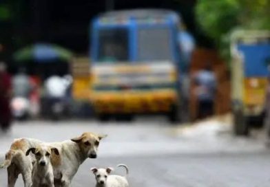 कुत्र्याच्या अंगावर गाडी चालवली; चालक बुक केला कुत्र्याच्या अंगावर गाडी चालवली; चालक बुक केला