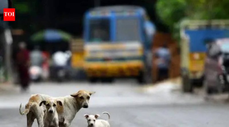 कुत्र्याच्या अंगावर गाडी चालवली; चालक बुक केला कुत्र्याच्या अंगावर गाडी चालवली; चालक बुक केला