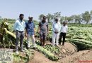 गारपीट, वाऱ्यामुळे पुणे जिल्ह्यातील १०० हेक्टरवरील फळबागा भुईसपाट पुणे बातम्या गारपीट, वाऱ्यामुळे पुणे जिल्ह्यातील १०० हेक्टरवरील फळबागा भुईसपाट पुणे बातम्या