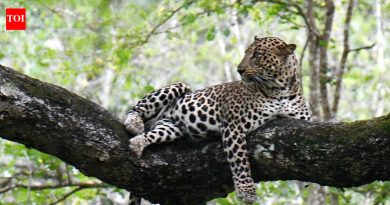 जुन्नर वनविभागाला 2 नवीन बिबट्या बचाव केंद्रे