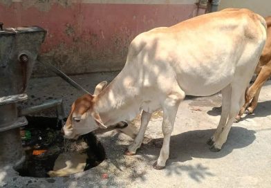 गुठळ्या त्वचेच्या आजाराचा सामना करण्यासाठी महाराष्ट्रात शेळीपॉक्स लस उत्पादनास सुरुवात झाली