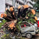 50 हून अधिक झाडे पडण्याची प्रकरणे अग्निशमन दलाच्या कर्मचाऱ्यांना त्यांच्या अंगठ्यावर ठेवतात