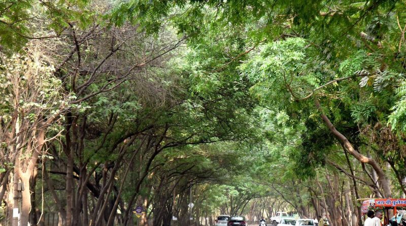 हवामान बदल असूनही भारत हिरवागार होण्याची शक्यता: IITM अभ्यास | पुणे बातम्या हवामान बदल असूनही भारत हिरवागार होण्याची शक्यता: IITM अभ्यास | पुणे बातम्या